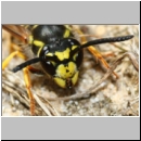 Vespula germanica - Deutsche Wespe - 08a.jpg